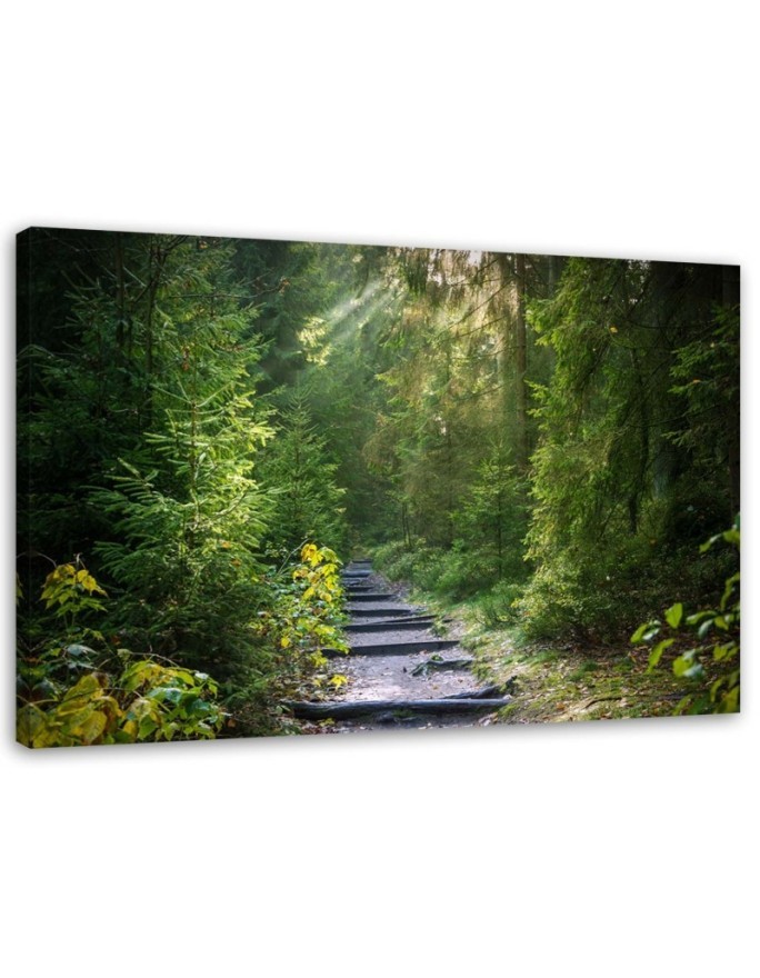 Path in a green forest - Canvas prints for the living room | FEEBY