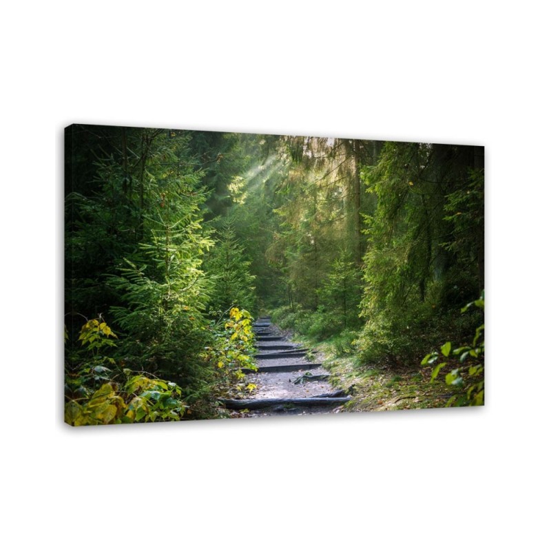 Path in a green forest - Canvas prints for the living room | FEEBY