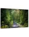 Path in a green forest - Canvas prints for the living room | FEEBY