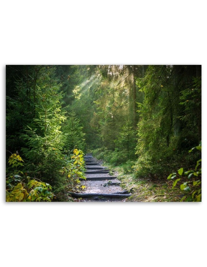 Path in a green forest - Canvas prints for the living room | FEEBY
