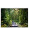 Path in a green forest - Canvas prints for the living room | FEEBY