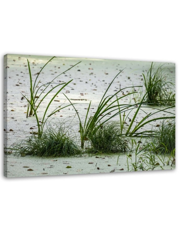 Canvas prints for living room - Green grass on the beach | FEEBY
