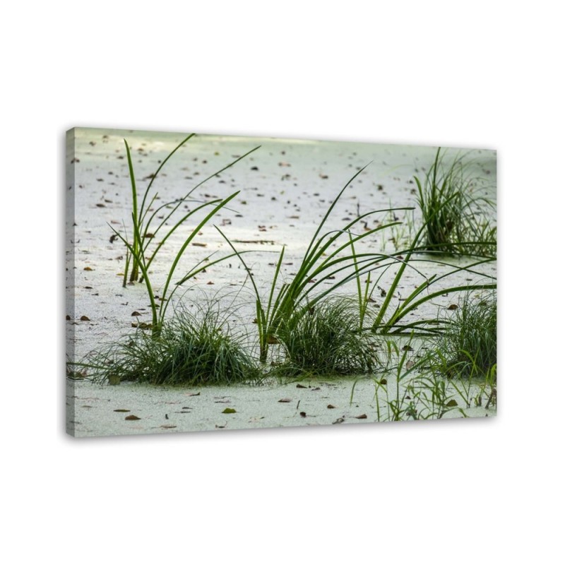 Canvas prints for living room - Green grass on the beach | FEEBY