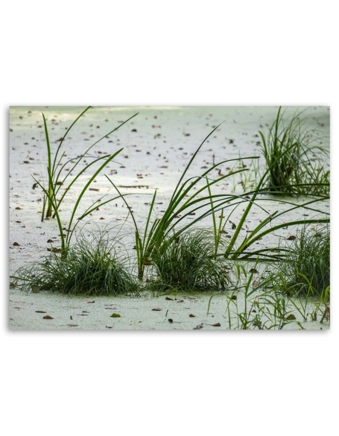 Canvas prints for living room - Green grass on the beach | FEEBY