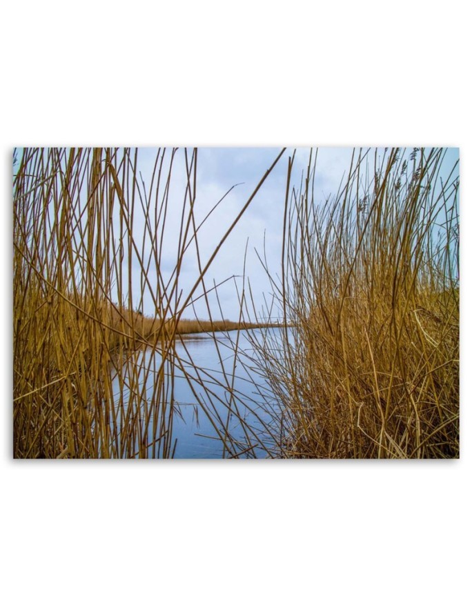 Canvas painting - Reeds on a lake | FEEBY