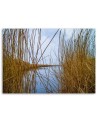 Canvas painting - Reeds on a lake | FEEBY