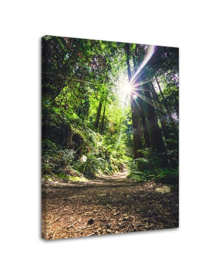 Canvas print modern - Jungle forest nature. Buy now| | FEEBY