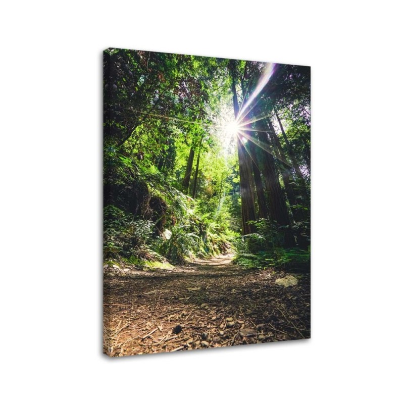 Canvas print modern - Jungle forest nature. Buy now| | FEEBY
