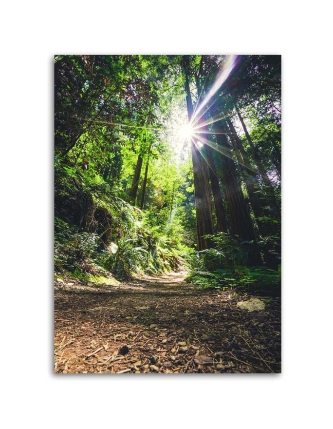 Canvas print modern - Jungle forest nature. Buy now| | FEEBY