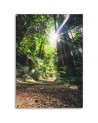 Canvas print modern - Jungle forest nature. Buy now| | FEEBY