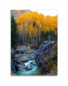 Stream in the forest Canvas print landscape - | FEEBY