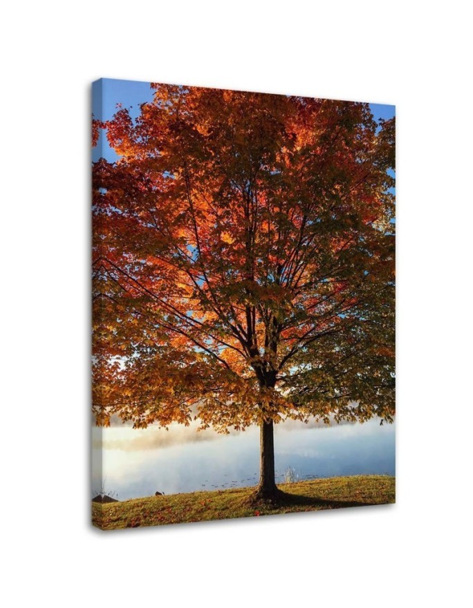 Canvas print - Autumn tree view | FEEBY