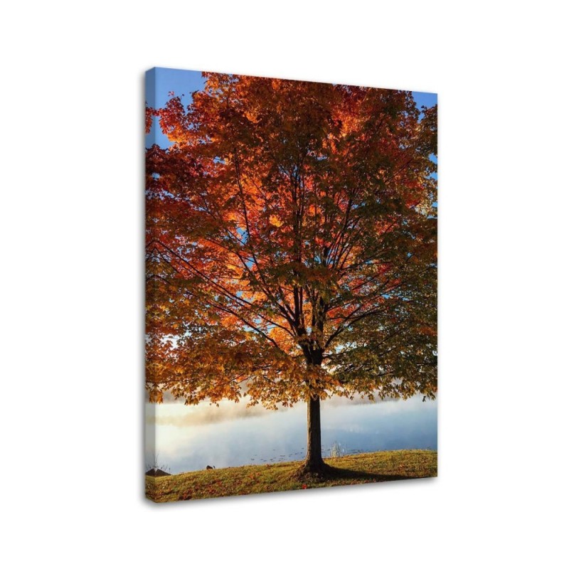 Canvas print - Autumn tree view | FEEBY