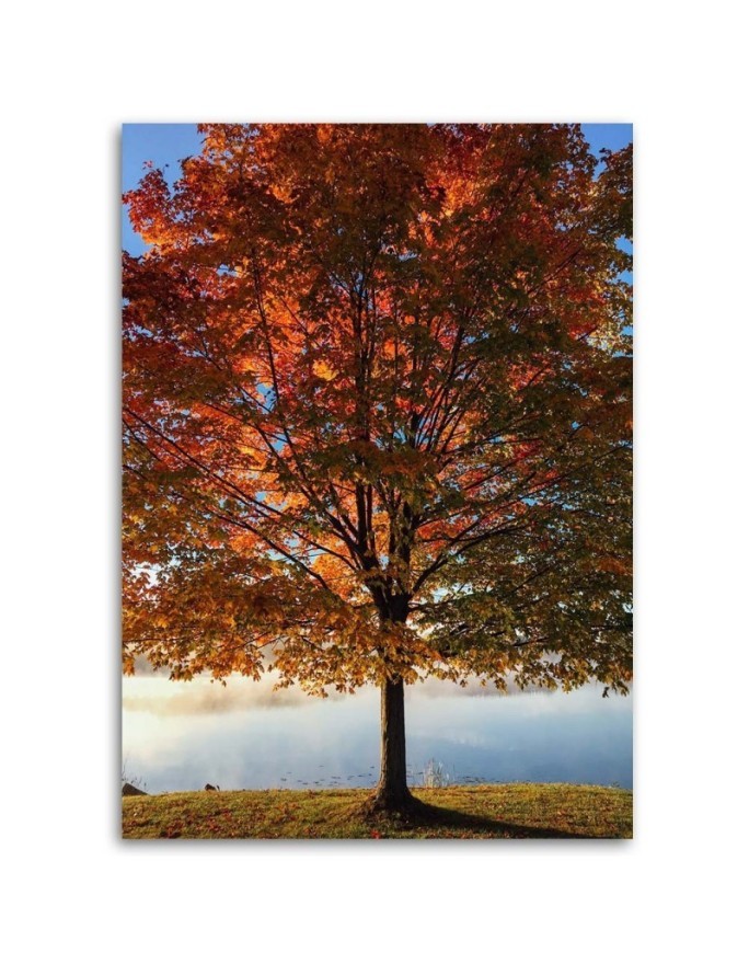 Canvas print - Autumn tree view | FEEBY