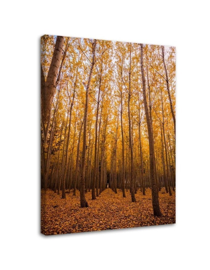 Canvas prints for living room - Birch forest and leaves | FEEBY