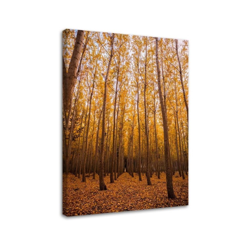 Canvas prints for living room - Birch forest and leaves | FEEBY