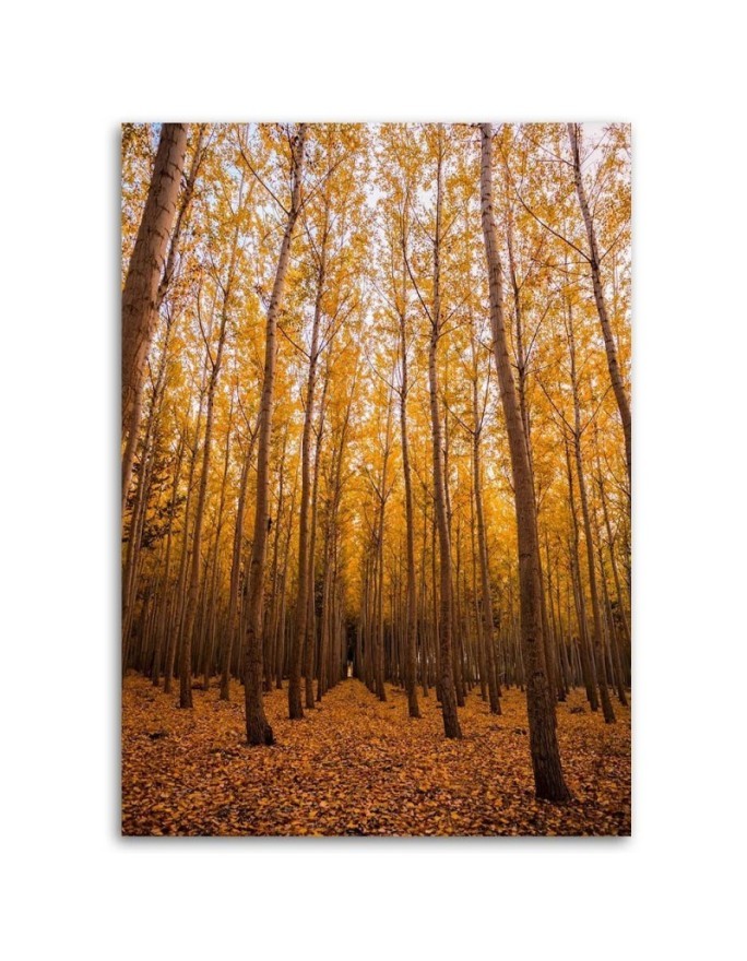 Canvas prints for living room - Birch forest and leaves | FEEBY