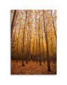 Canvas prints for living room - Birch forest and leaves | FEEBY