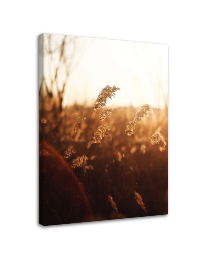 Canvas print Meadow in the sun