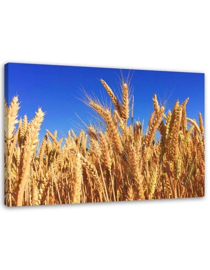 Canvas prints for living room - Sky and grain landscape | FEEBY