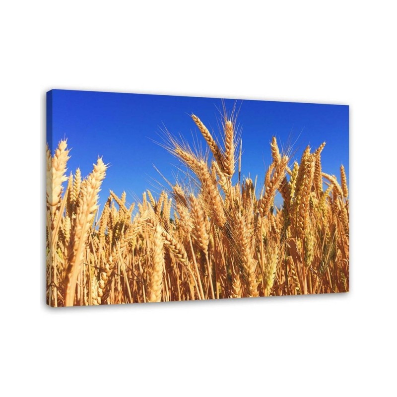Canvas prints for living room - Sky and grain landscape | FEEBY