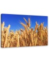 Canvas prints for living room - Sky and grain landscape | FEEBY