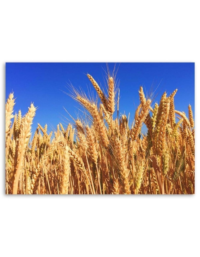 Canvas prints for living room - Sky and grain landscape | FEEBY