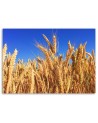 Canvas prints for living room - Sky and grain landscape | FEEBY