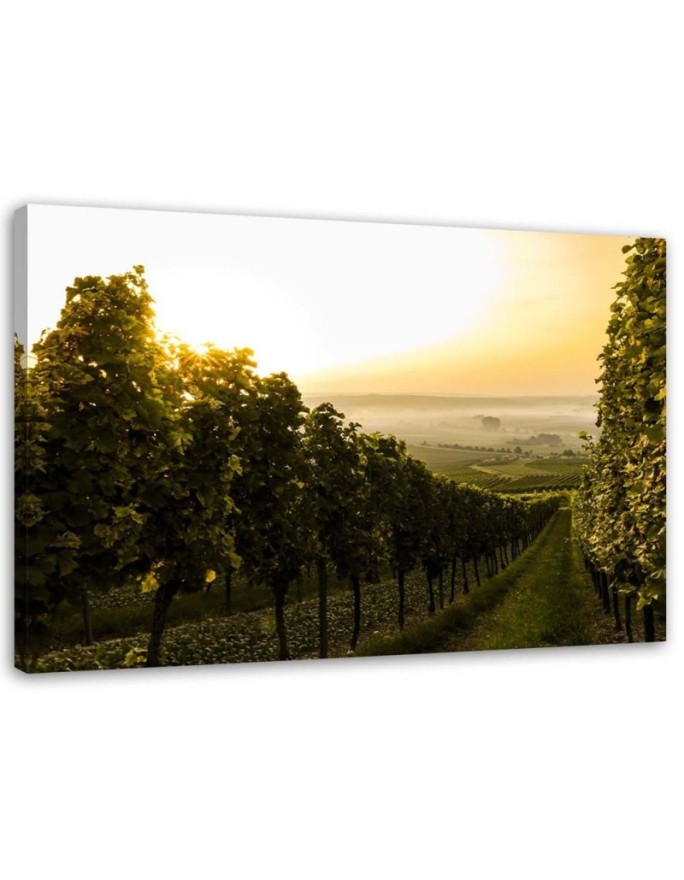 Canvas print Green vineyard