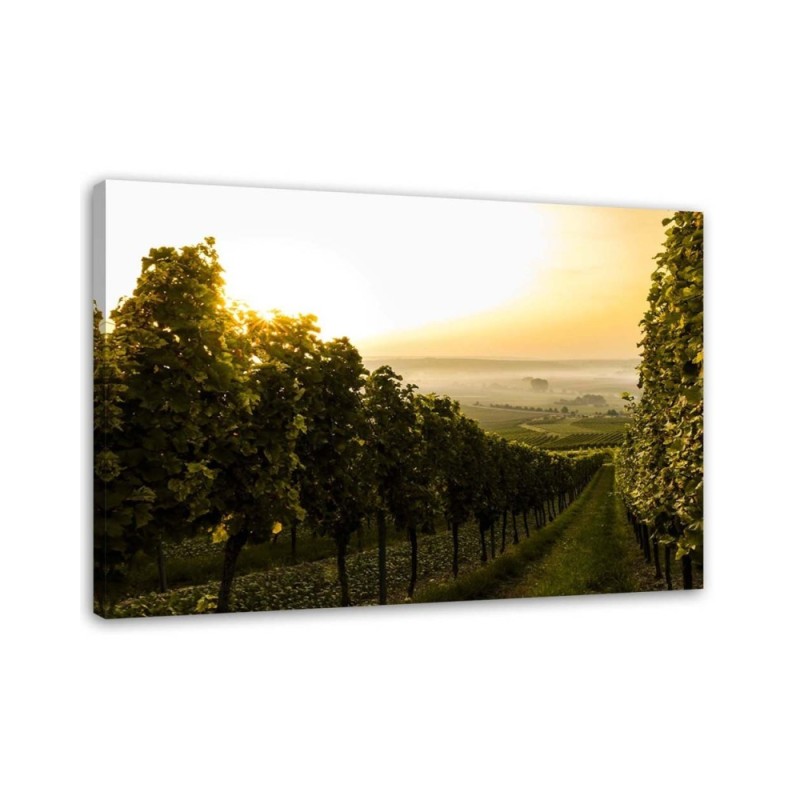 Canvas prints for living room - Green vineyard landscape | FEEBY