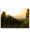 Canvas prints for living room - Green vineyard landscape | FEEBY