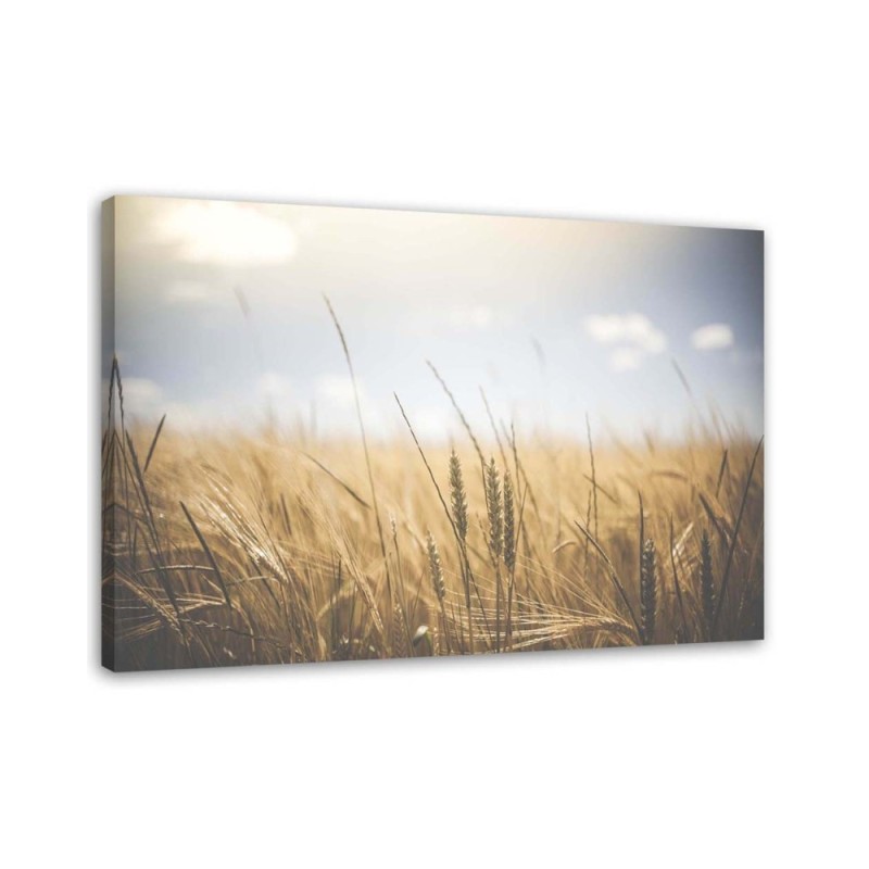 Canvas painting for living room - Cereals in a field | FEEBY