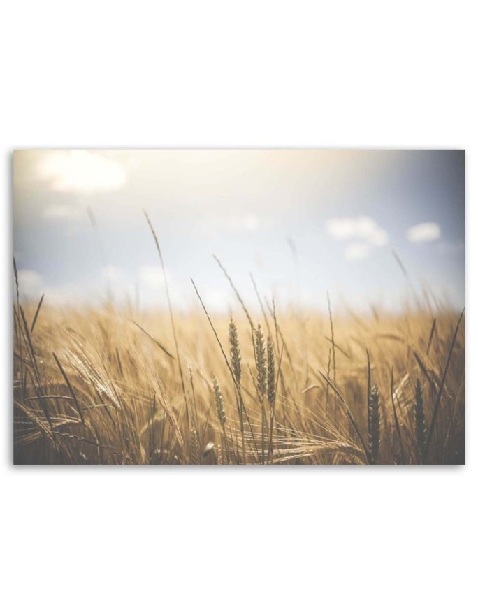 Canvas painting for living room - Cereals in a field | FEEBY