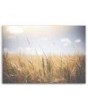 Canvas painting for living room - Cereals in a field | FEEBY