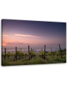 Modern canvas print - Vineyard grapes | FEEBY