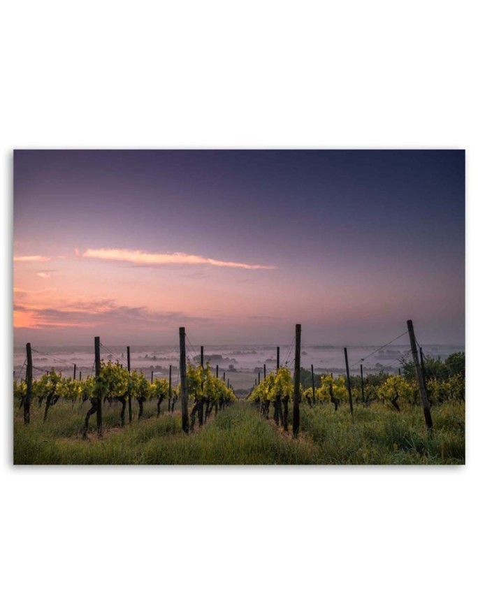 Modern canvas print - Vineyard grapes | FEEBY