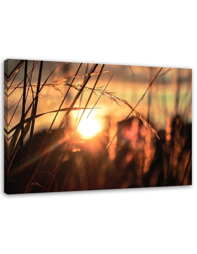 Canvas print - Cereal ears in the sun | FEEBY