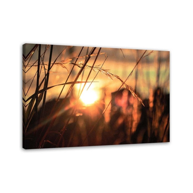 Canvas print - Cereal ears in the sun | FEEBY