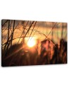 Canvas print - Cereal ears in the sun | FEEBY