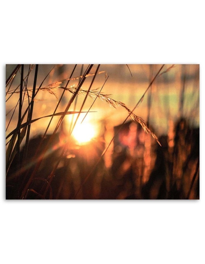 Canvas print - Cereal ears in the sun | FEEBY