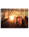 Canvas print - Cereal ears in the sun | FEEBY