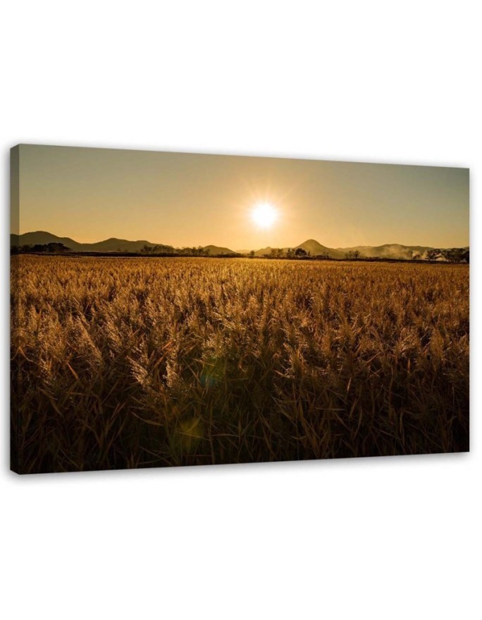 Modern Canvas painting for living room - Corn field and sunset | FEEBY