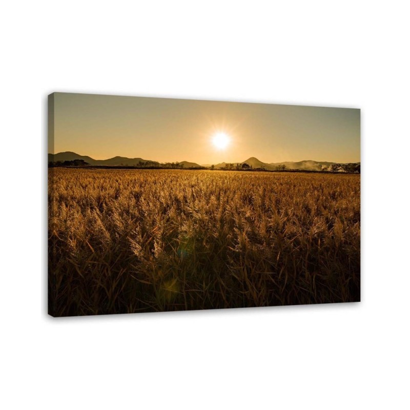 Modern Canvas painting for living room - Corn field and sunset | FEEBY