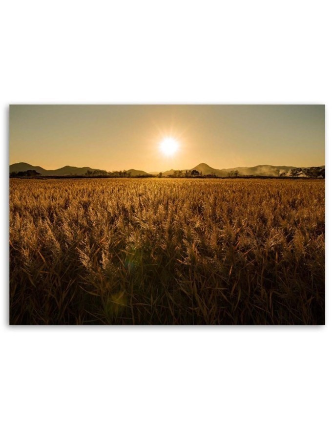 Modern Canvas painting for living room - Corn field and sunset | FEEBY