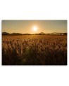Modern Canvas painting for living room - Corn field and sunset | FEEBY