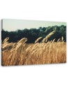 Canvas prints for living room - Ripe grain nature | FEEBY