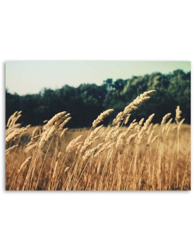 Canvas prints for living room - Ripe grain nature | FEEBY