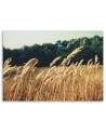 Canvas prints for living room - Ripe grain nature | FEEBY