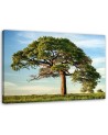 Nature tree landscape - Canvas print modern | FEEBY