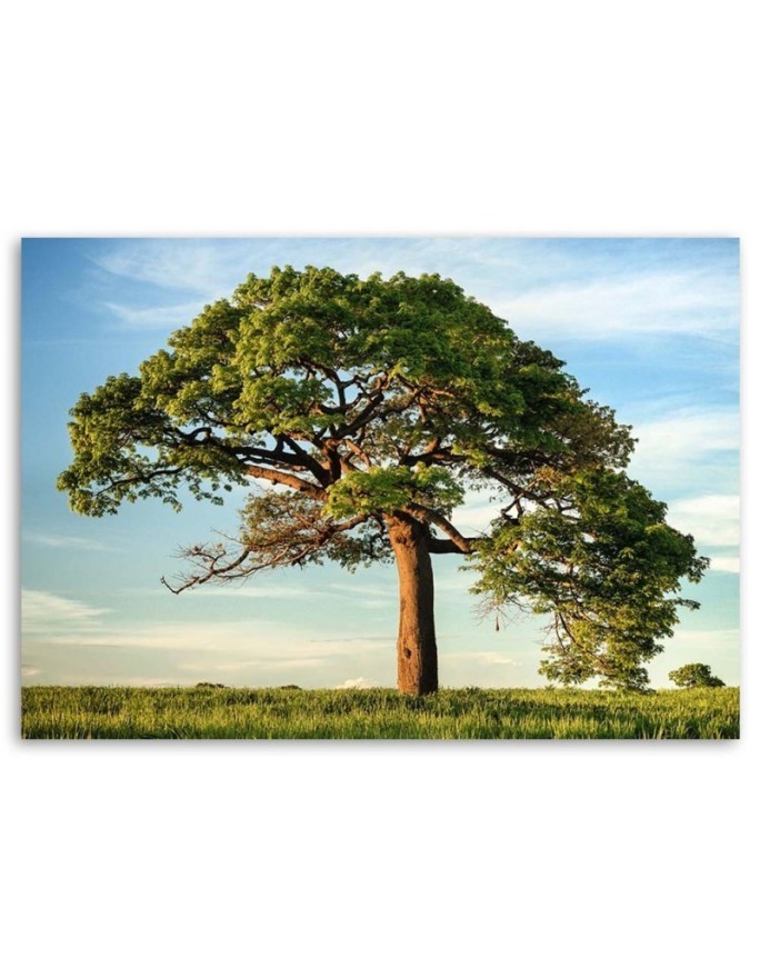 Nature tree landscape - Canvas print modern | FEEBY